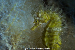 seahorese - amned seahorse - Croatia by Claudia Weber-Gebert 